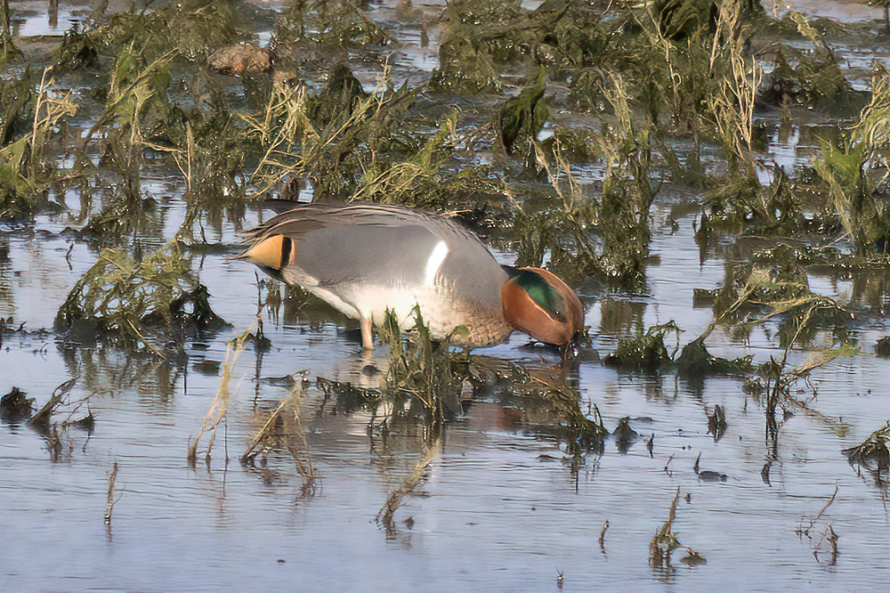 Green-winged teal